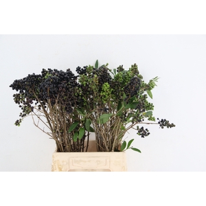 LIGU BLACK BERRY