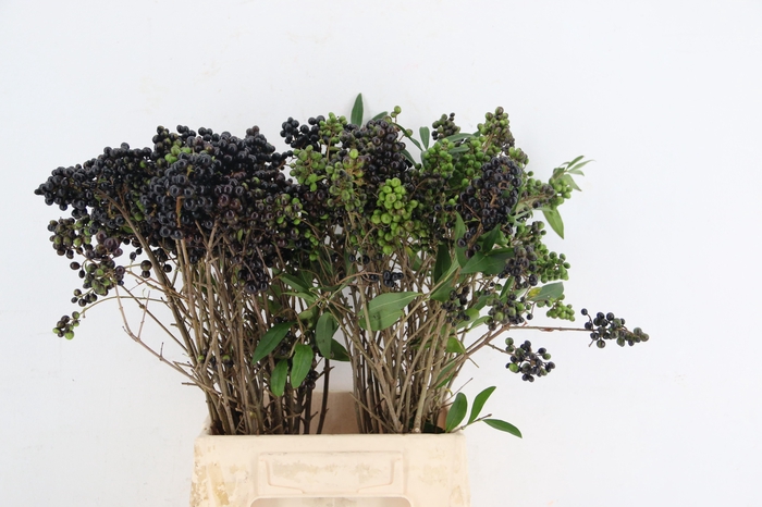 <h4>LIGU BLACK BERRY</h4>