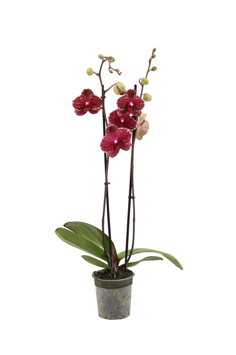 <h4>Phal Sesame 2T16+</h4>
