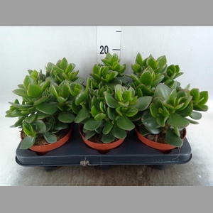 Crassula  'Hulk'