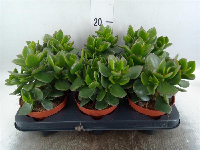 <h4>Crassula  'Hulk'</h4>