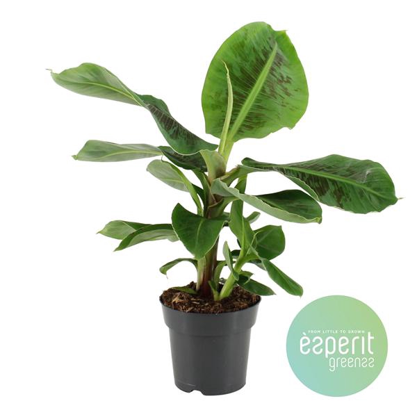 <h4>Musa Oriental Dwarf</h4>