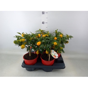 Fortunella margarita