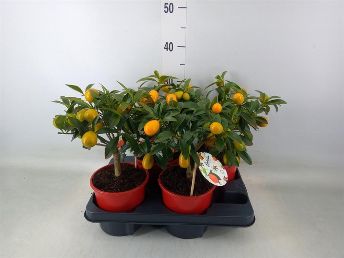 <h4>Fortunella margarita</h4>