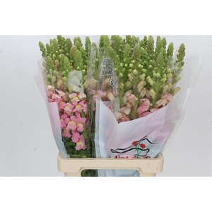Antirrhinum Potomac Early Pink