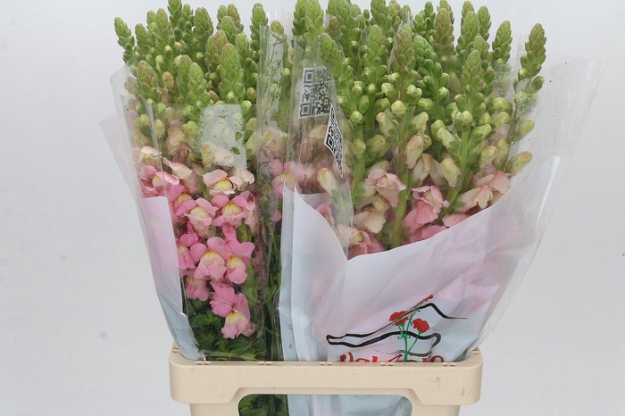 Antirrhinum Potomac Early Pink