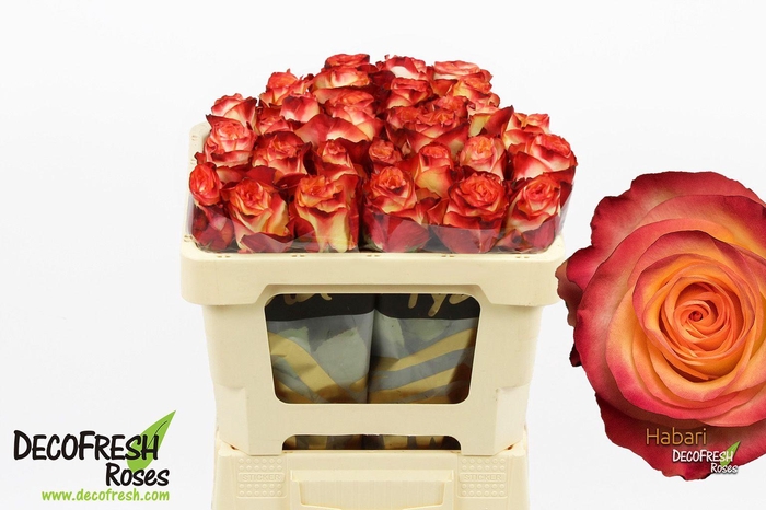 <h4>R Gr Habari</h4>