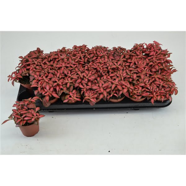 <h4>FITTONIA FOREST FLAME 8,5 CM</h4>