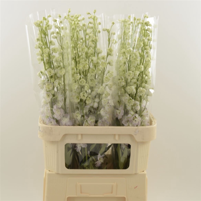 <h4>Delphinium Lady</h4>