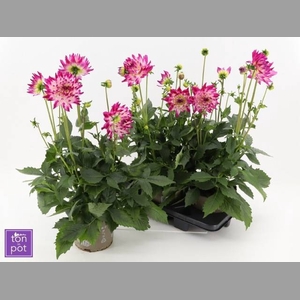 DAHL L MAG ROSE BICO