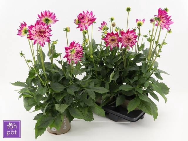 <h4>DAHL L MAG ROSE BICO</h4>