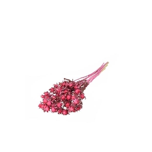 Bidens (carthamus) Sugar Pink