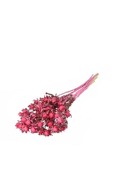 <h4>Bidens (carthamus) Sugar Pink</h4>