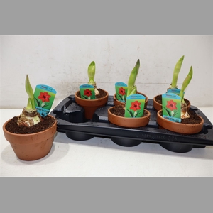 Hipp Ov Rood In Terra Cotta