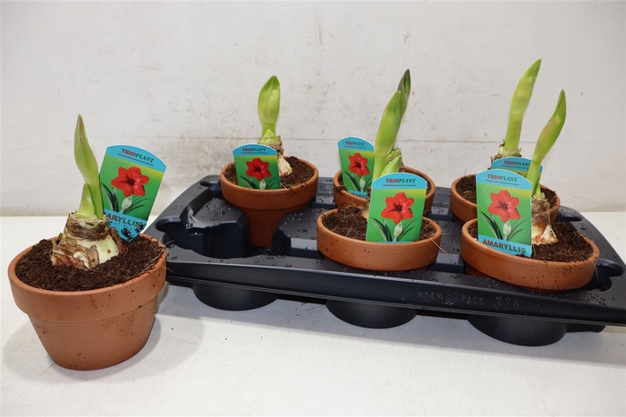 <h4>Hipp Ov Rood In Terra Cotta</h4>
