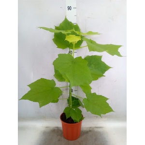 Sparrmannia africana