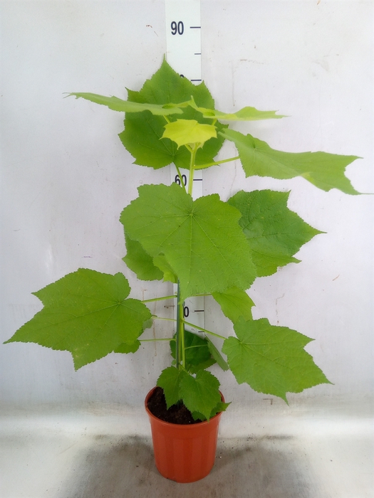 <h4>Sparrmannia africana</h4>
