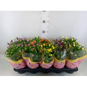 Chrysanthemum   ..mix 7