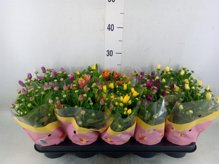 <h4>Chrysanthemum ..mix 7</h4>