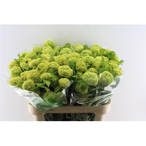 Viburnum Roseum 80cm 4 Bal