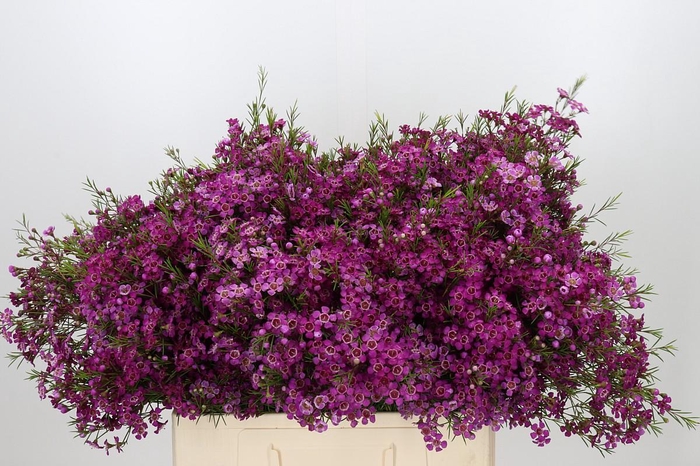 <h4>Chamelaucium Purple Rain</h4>