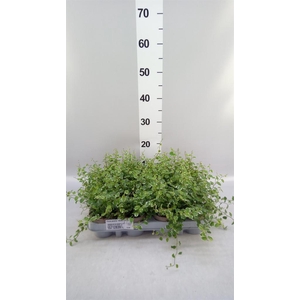 Ficus pumila 'White Sunny'