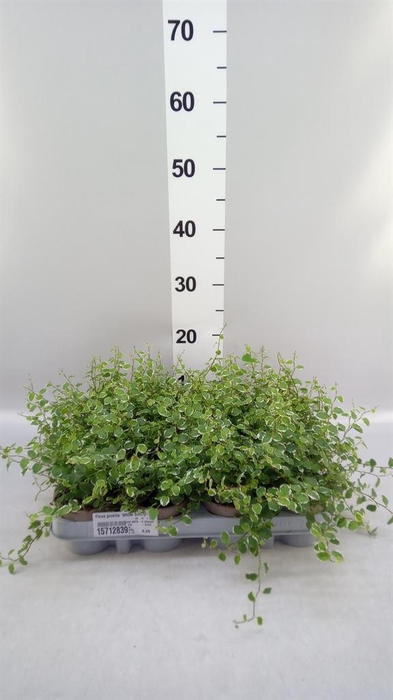 <h4>Ficus pumila 'White Sunny'</h4>