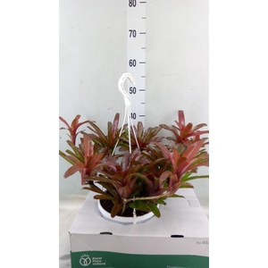 Neoregelia   ...