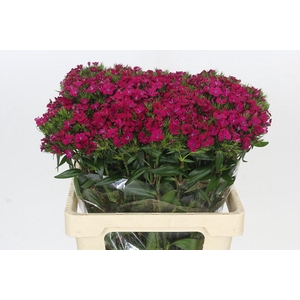 Dianthus Br Amazon Neon Cherry