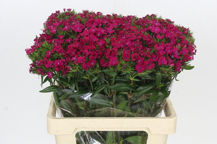 <h4>Dianthus Br Amazon Neon Cherry</h4>