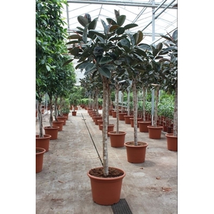 Ficus Burgundy