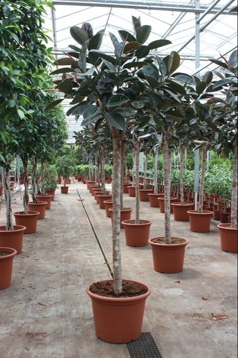 Ficus Burgundy