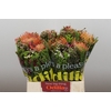 BQ Nutans 2 Flower