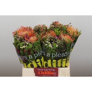 BQ Nutans 2 Flower