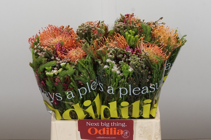 <h4>BQ Nutans 2 Flower</h4>