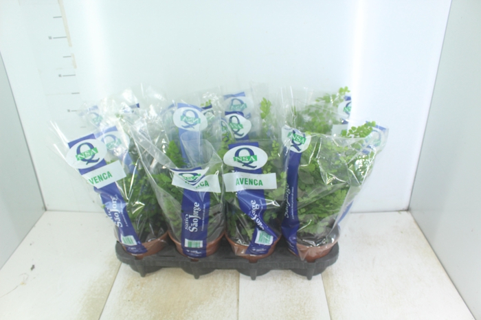 <h4>AVENCA VARIADA P15</h4>