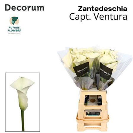 <h4>Zant Capt Ventura</h4>