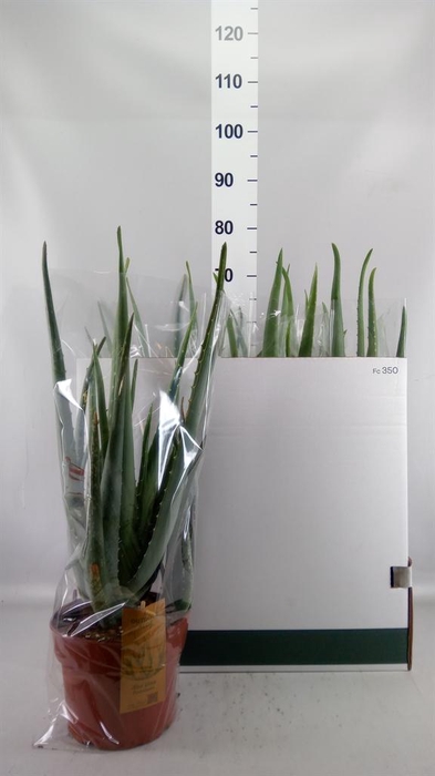 <h4>Aloe vera</h4>