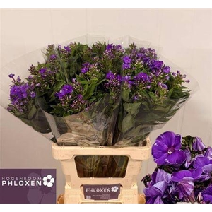 Phlox P Crissy 70cm