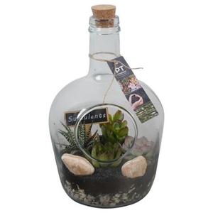 PTSU8511 Arrangement Succulenten in glazen fles