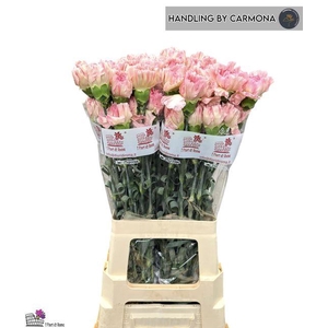 Dianthus st Happy Tea