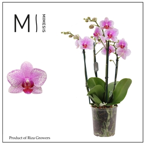 Phalaenopsis Rotterdam 4 spike - 12cm | Mimesis