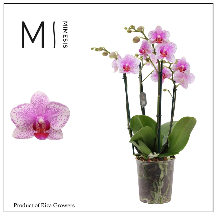 <h4>Phalaenopsis Rotterdam 4 spike - 12cm | Mimesis</h4>