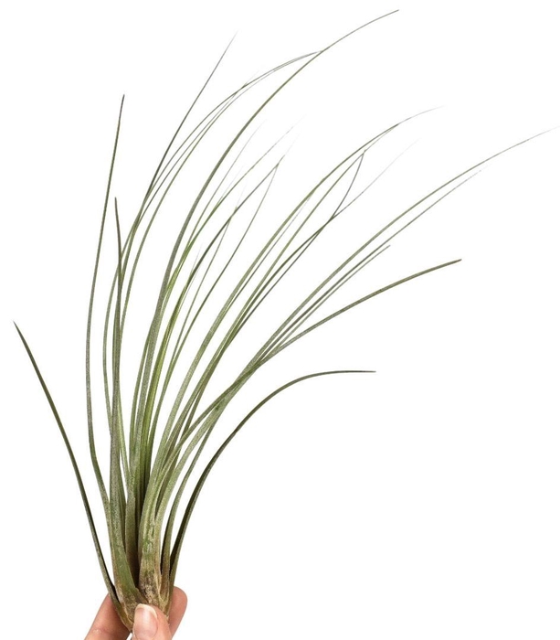 <h4>tillandsia juncea</h4>
