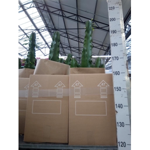 Euphorbia abyssinica