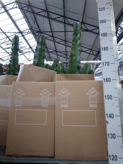 <h4>Euphorbia abyssinica</h4>