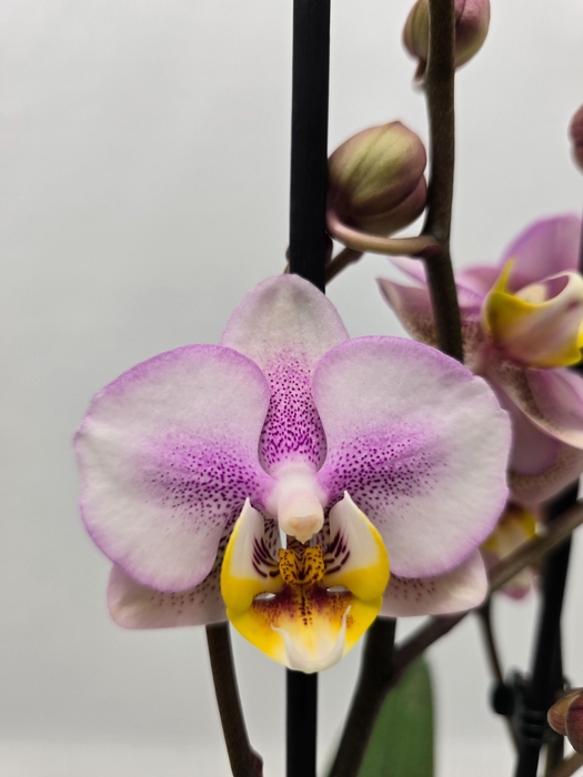 <h4>Limited 13 week 9</h4>