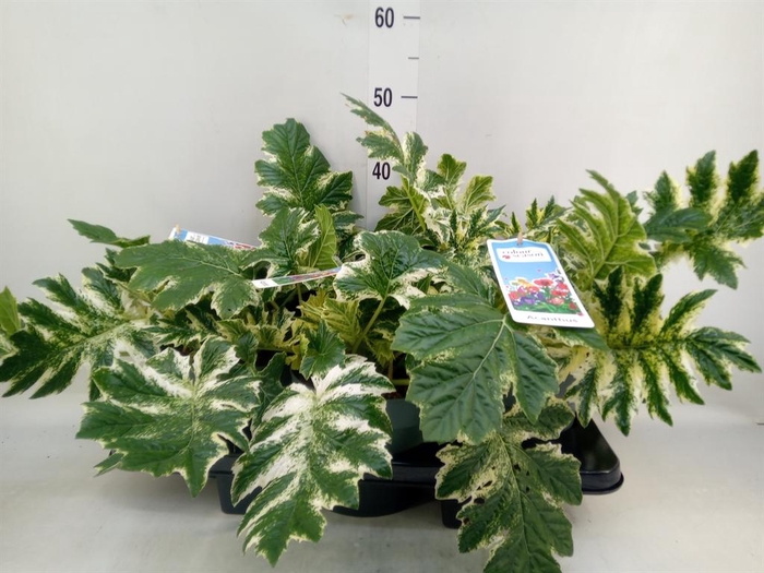 <h4>Acanthus mollis</h4>