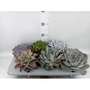 Echeveria   ...mix