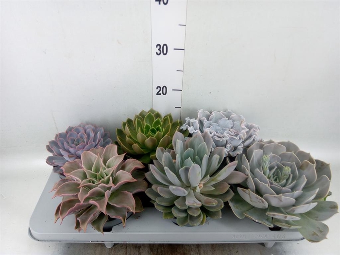 <h4>Echeveria   ...mix</h4>